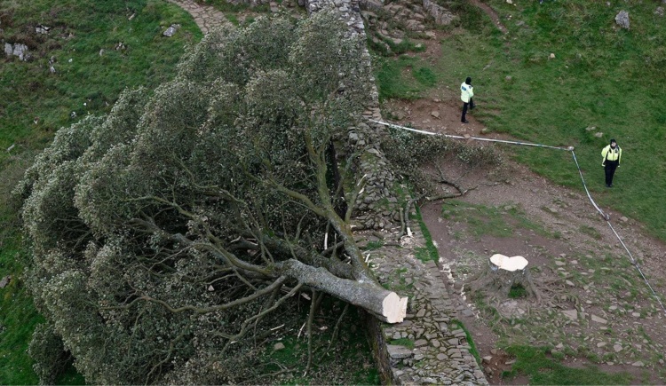 Wandal ściął jedno z najsłynniejszych drzew na świecie. Ten klon grał nawet w filmie!